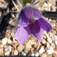 Pulsatilla vulgaris 'Violet Shades'